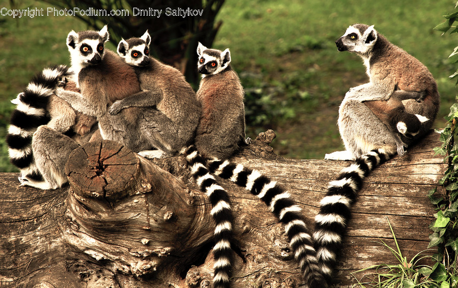 Lemur, Wildlife, Animal, Mammal, Cat