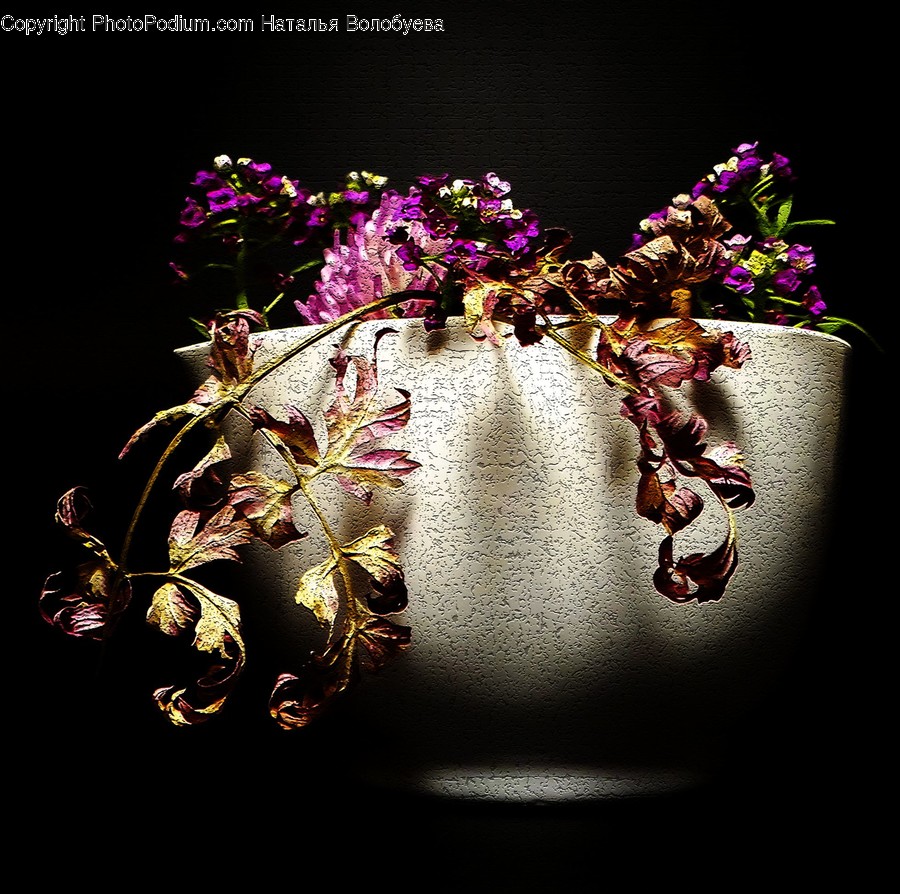 Plant, Flower, Blossom, Flower Arrangement, Jar