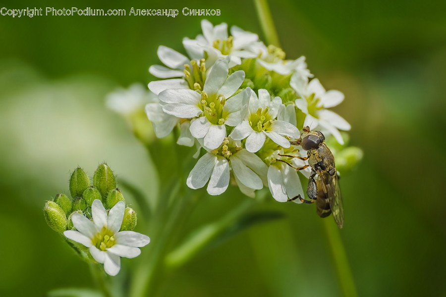 Pollen, Plant, Fly, Invertebrate, Animal