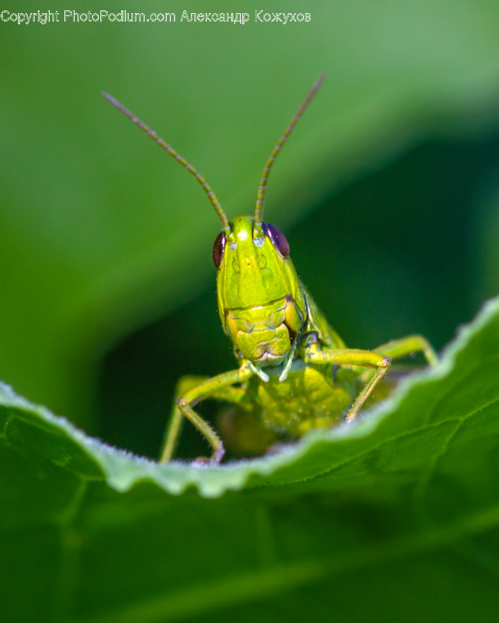 Insect, Invertebrate, Animal, Grasshopper, Grasshoper