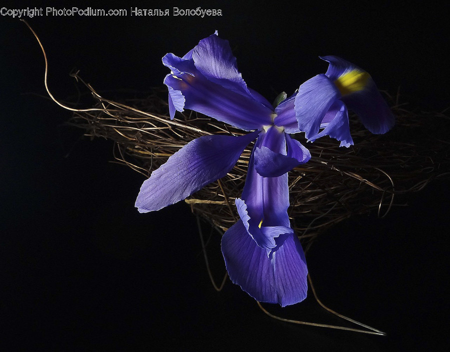 Iris, Blossom, Plant, Flower, Petal