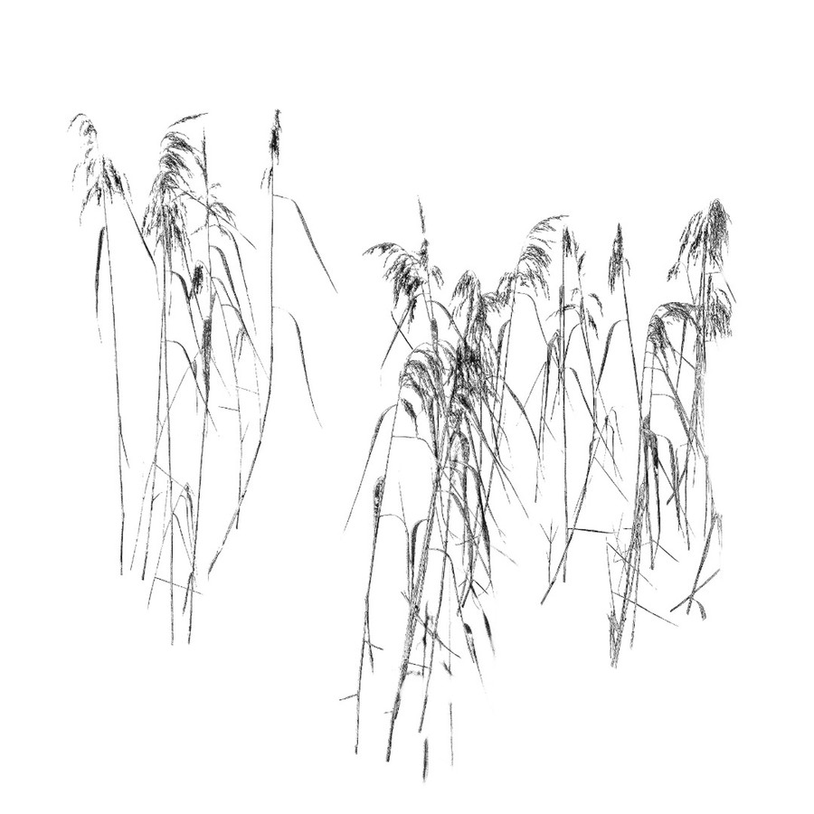 Plant, Grass, Lawn, Root, Reed