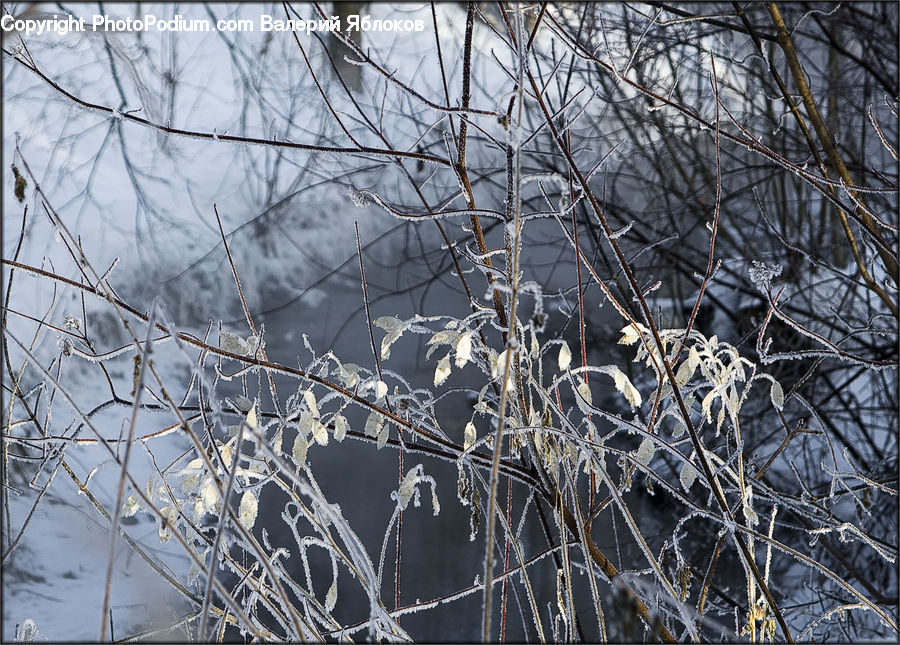 Frost, Ice, Outdoors, Snow, Birch, Tree, Wood