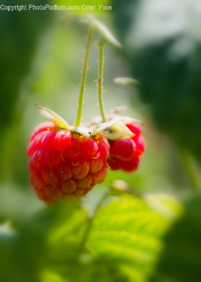 Food, Raspberry, Plant, Fruit