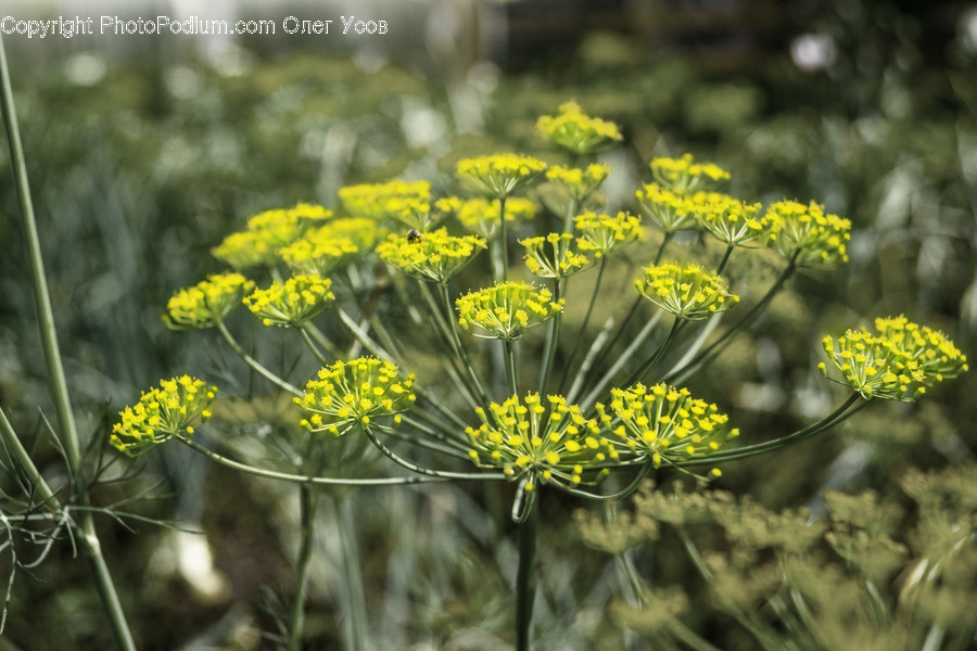 Plant, Seasoning, Food, Flower, Blossom