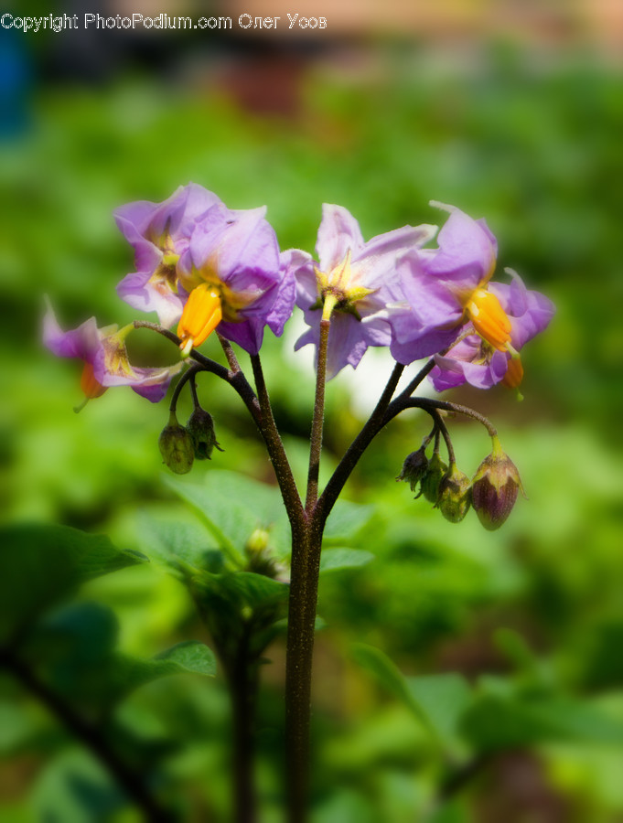 Geranium, Plant, Blossom, Flower, Iris