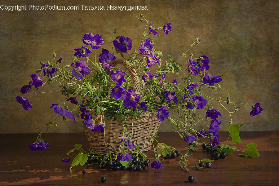 Plant, Blossom, Flower, Geranium, Purple