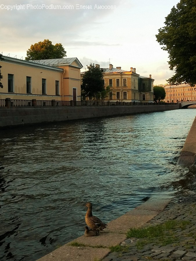 Water, Animal, Bird, Outdoors, Canal