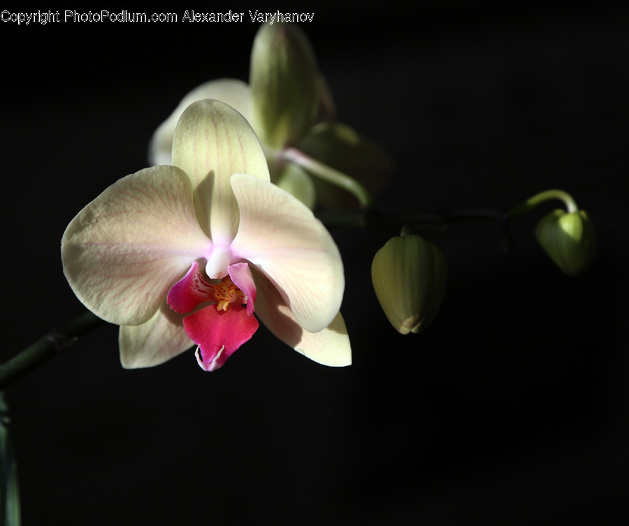 Plant, Blossom, Flower, Orchid