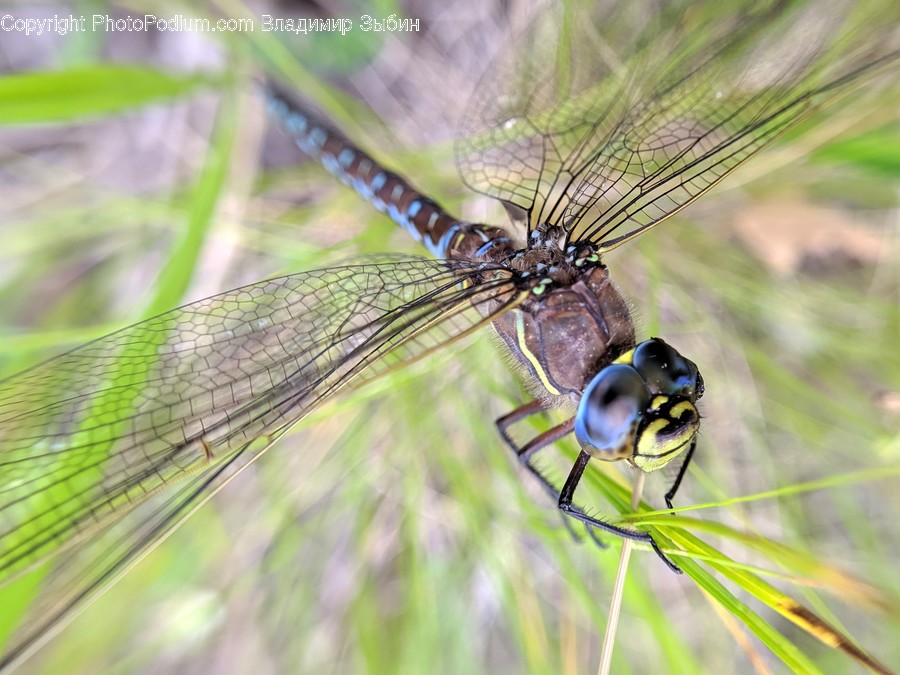 Dragonfly, Animal, Anisoptera, Insect, Invertebrate