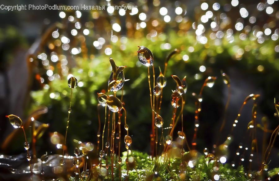 Plant, Moss, Droplet, Vegetation, Photography