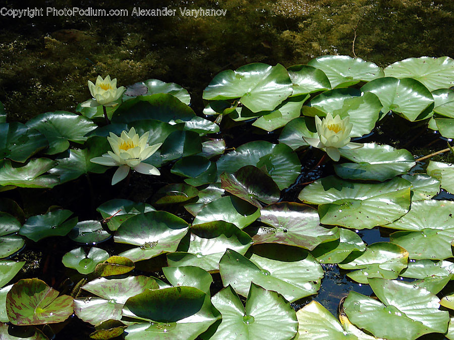 Plant, Blossom, Flower, Lily, Pond Lily