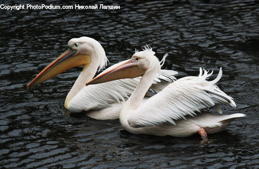 Bird, Pelican, Beak, Waterfowl
