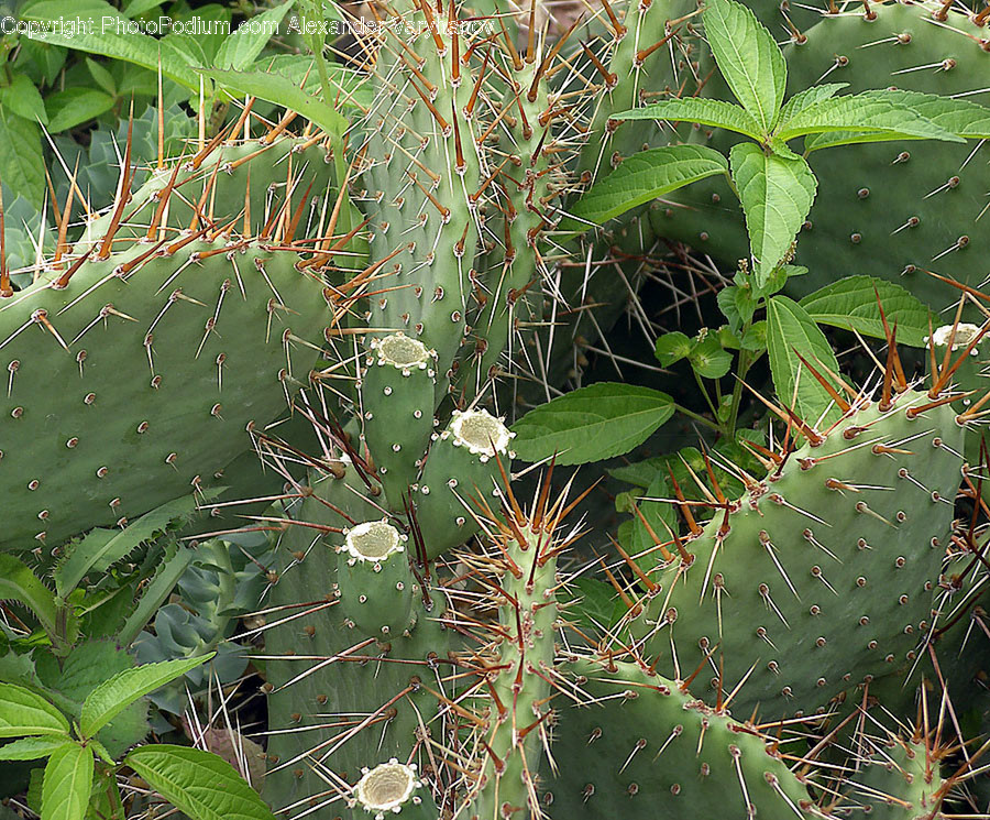 Plant, Cactus