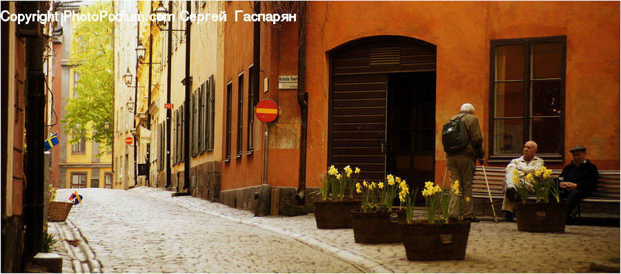 Plant, Potted Plant, Alley, Alleyway, Road, Street, Town