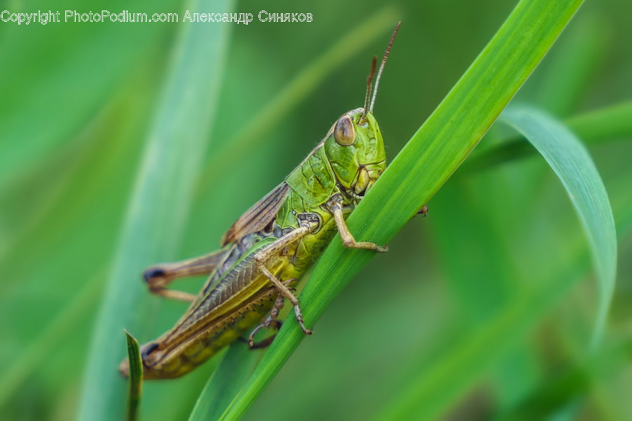 Insect, Animal, Invertebrate, Grasshopper, Grasshoper