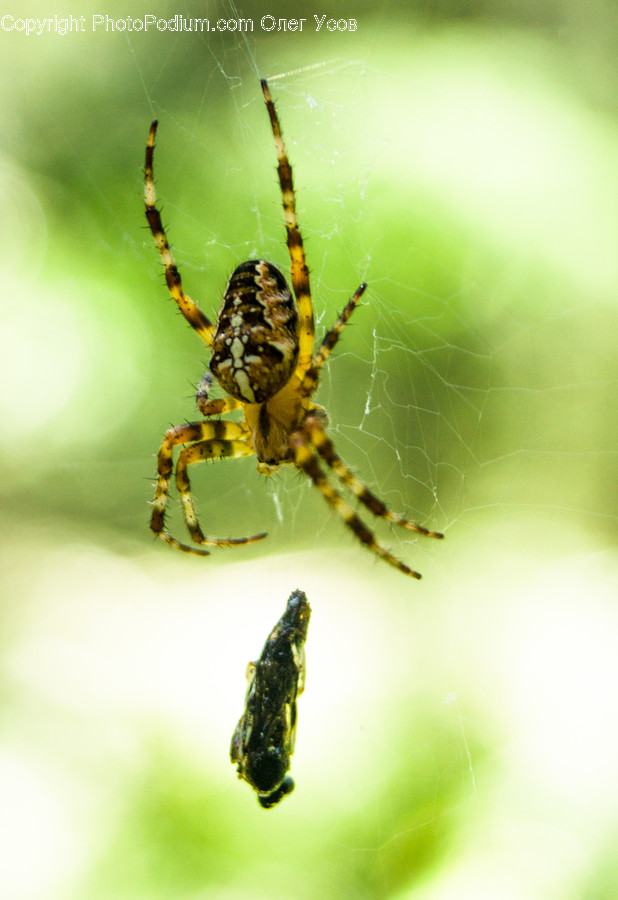 Animal, Invertebrate, Insect, Spider, Arachnid