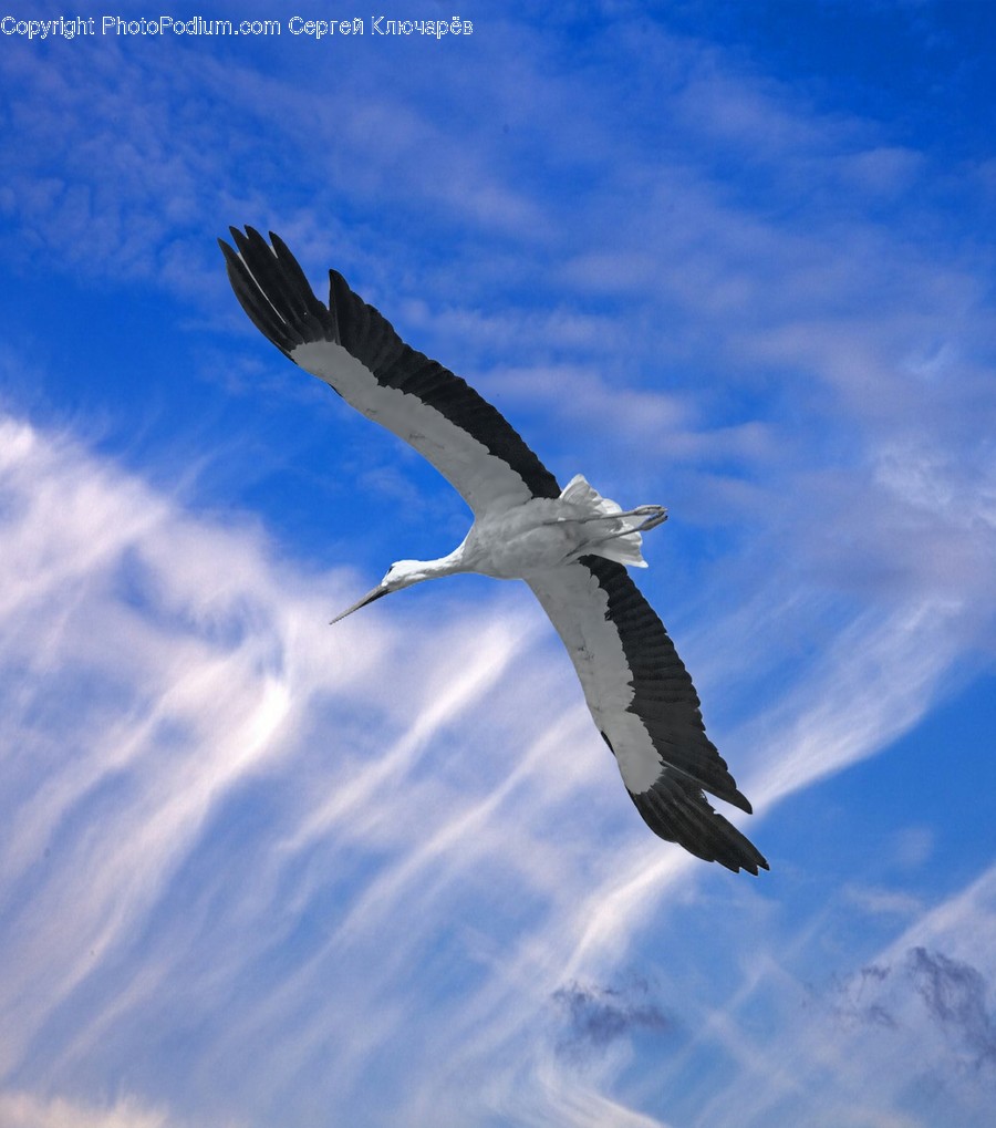 Bird, Animal, Stork, Flying, Crane Bird