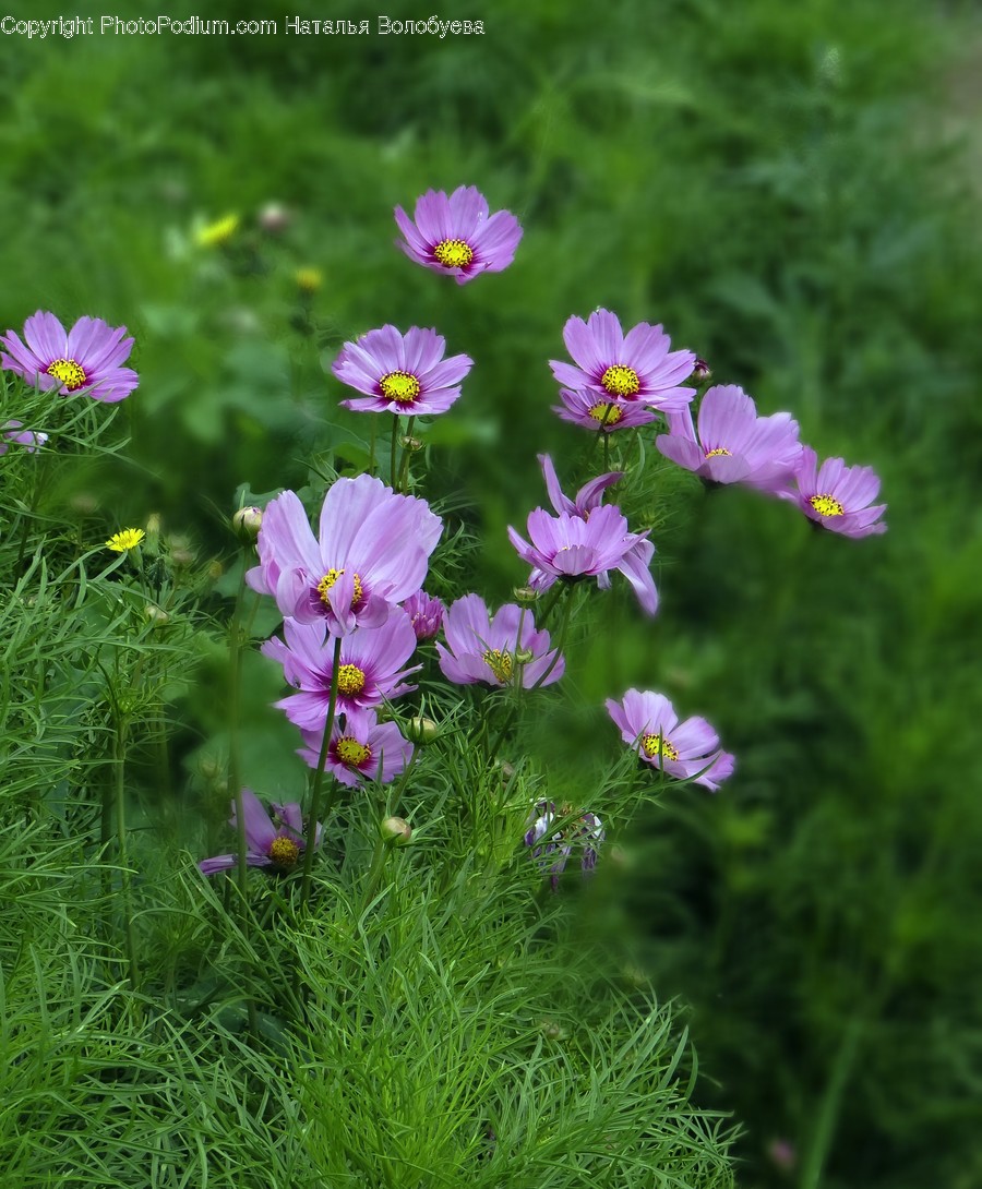 Blossom, Flower, Geranium, Plant, Purple