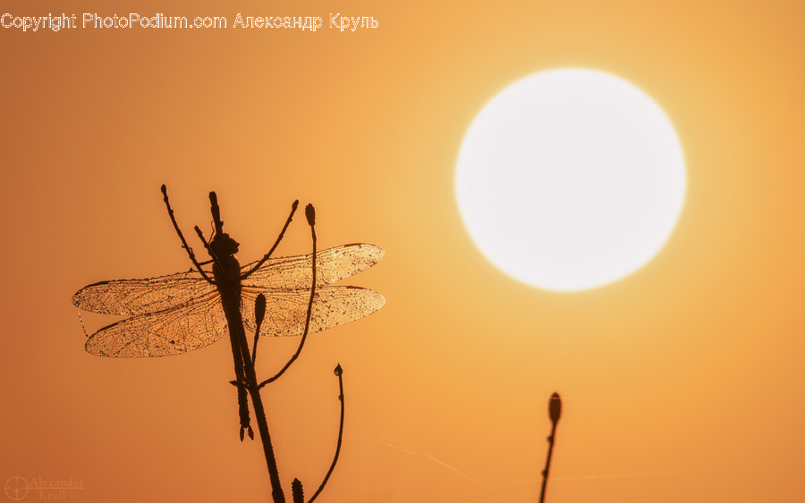 Sunlight, Insect, Animal, Invertebrate, Outdoors