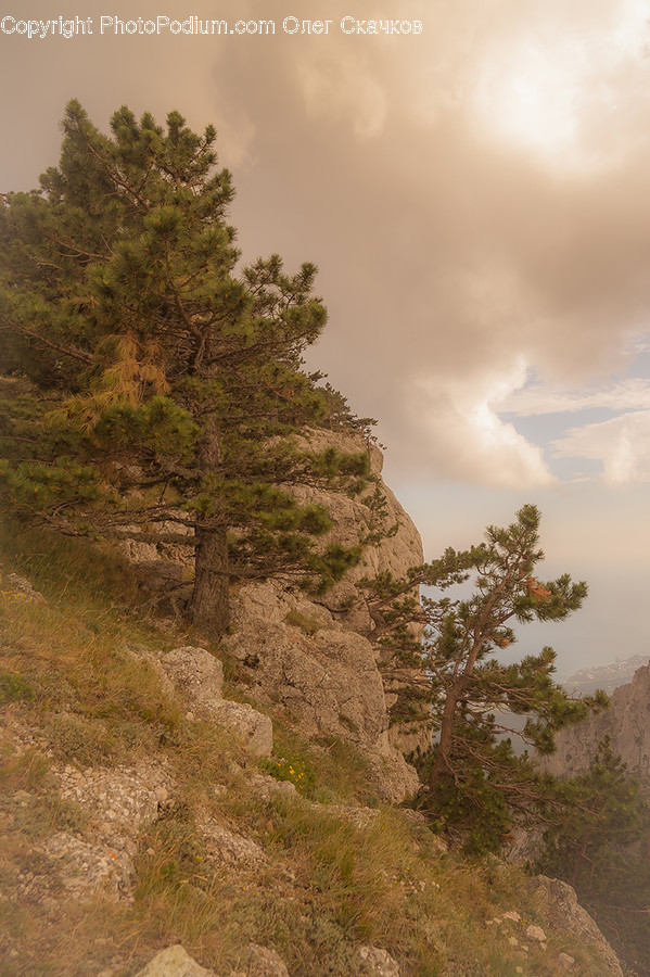 Nature, Outdoors, Cliff, Tree, Plant