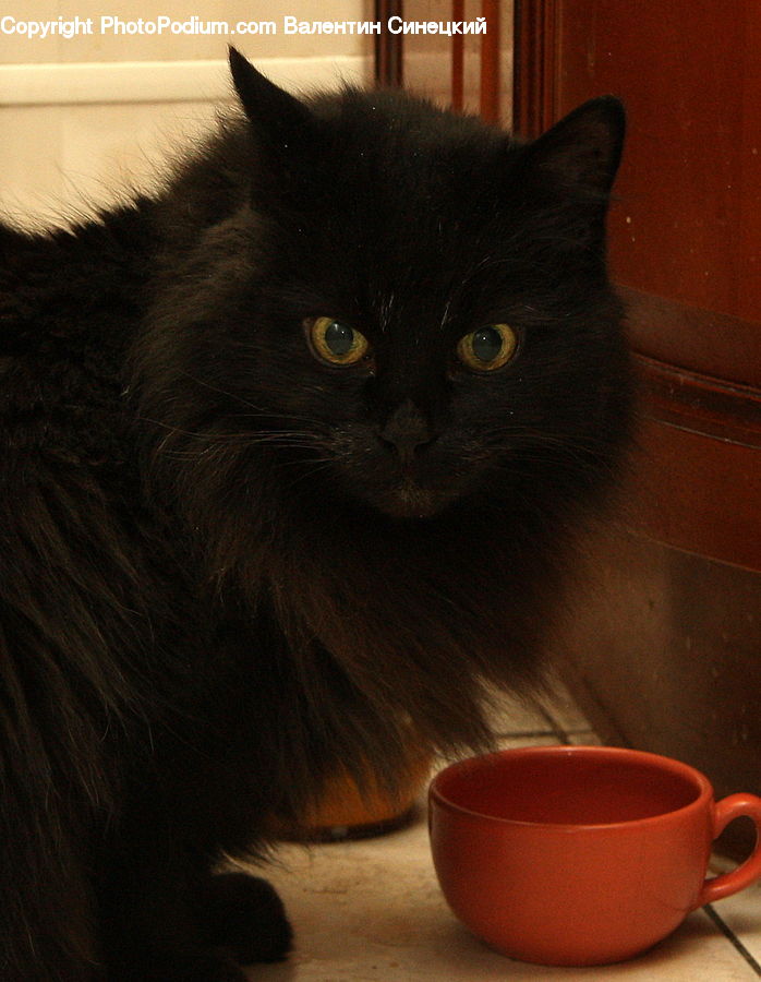 Animal, Cat, Mammal, Manx, Pet, Coffee Cup, Cup