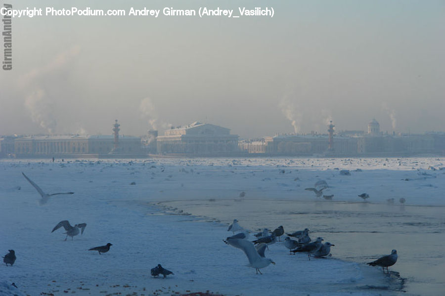 Leisure Activities, Bird, Beach, Coast, Outdoors, Sea, Water