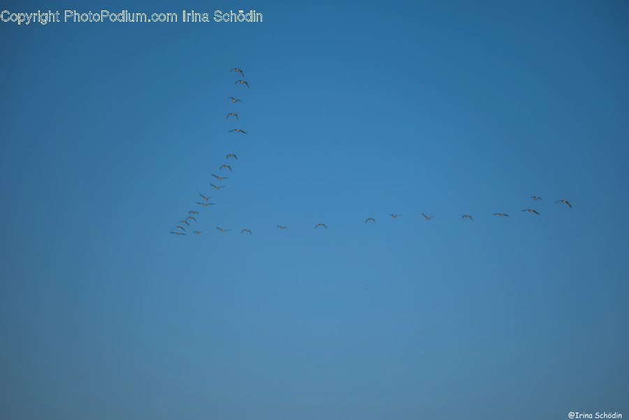Animal, Bird, Flying, Flock, Silhouette