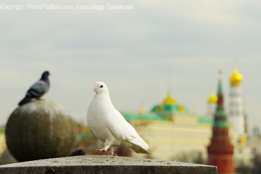 Bird, Animal, Pigeon, Dove