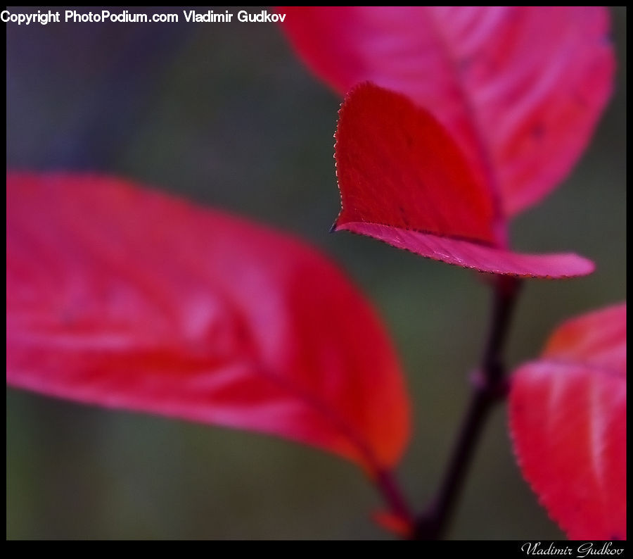 Blossom, Flora, Flower, Geranium, Plant, Anthurium, Petal