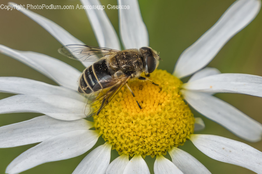Bee, Insect, Invertebrate, Apidae, Animal