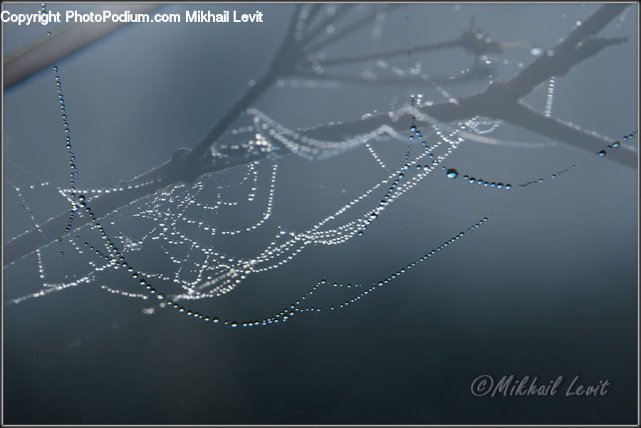 Arachnid, Garden Spider, Insect, Invertebrate, Spider