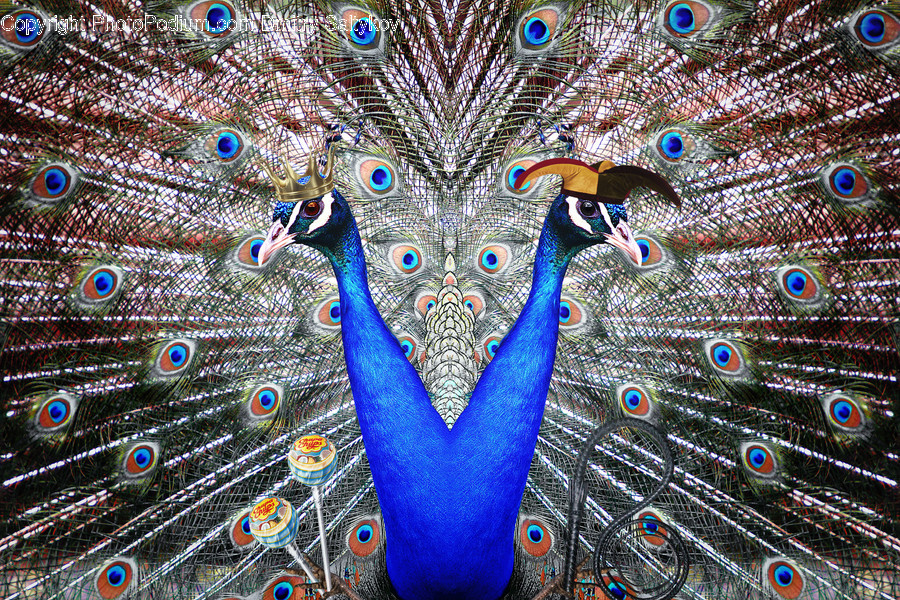 Bird, Animal, Peacock