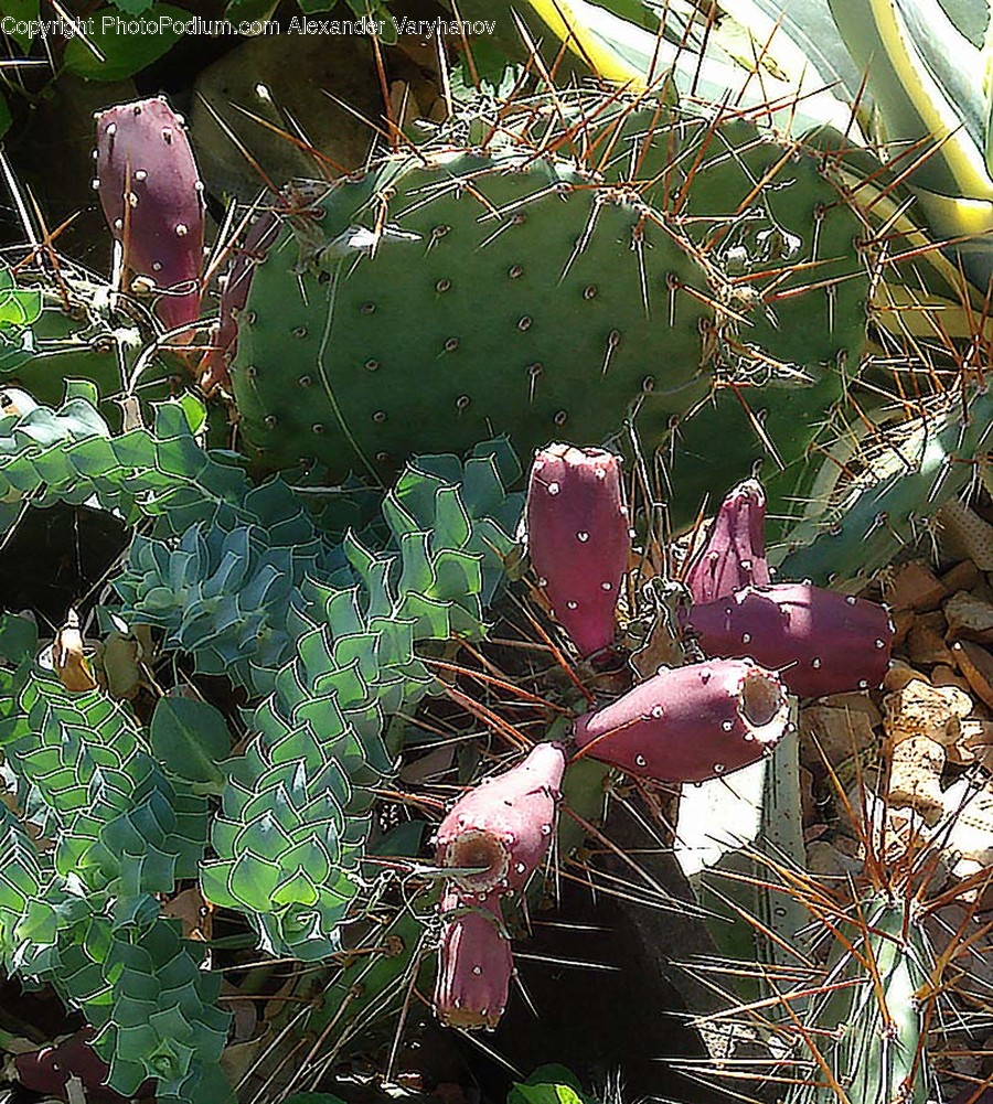 Plant, Cactus, Fungus