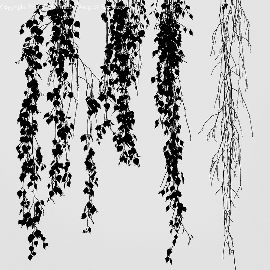 Tree, Plant, Willow