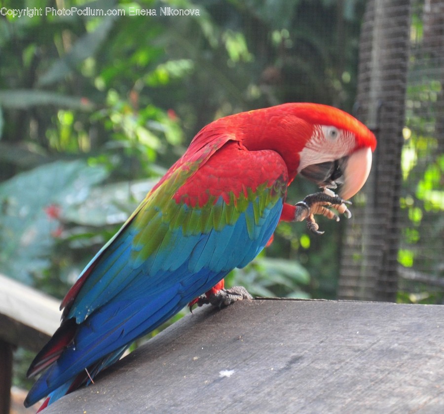 Bird, Animal, Parrot, Macaw