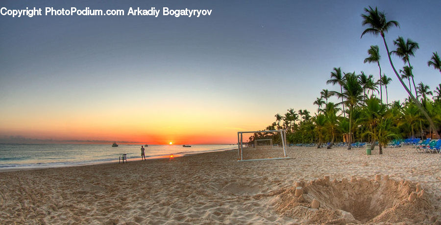 Palm Tree, Plant, Tree, Beach, Coast, Outdoors, Sea