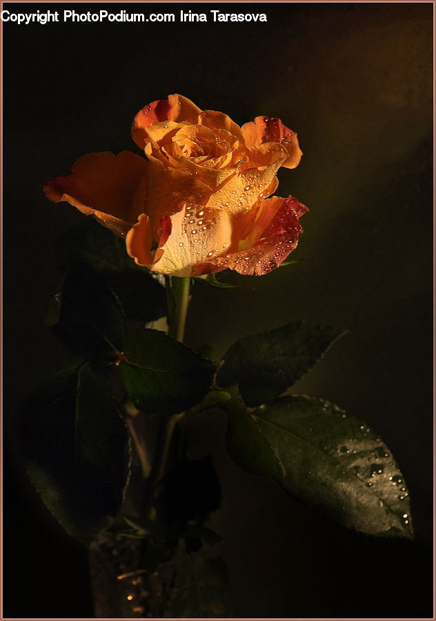 People, Person, Human, Blossom, Flower, Peony, Plant