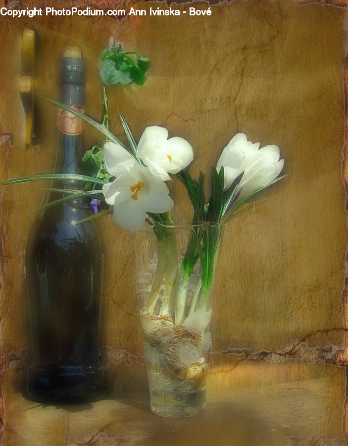 Jar, Flower, Flower Arrangement, Flower Bouquet, Glass, Goblet, Blossom