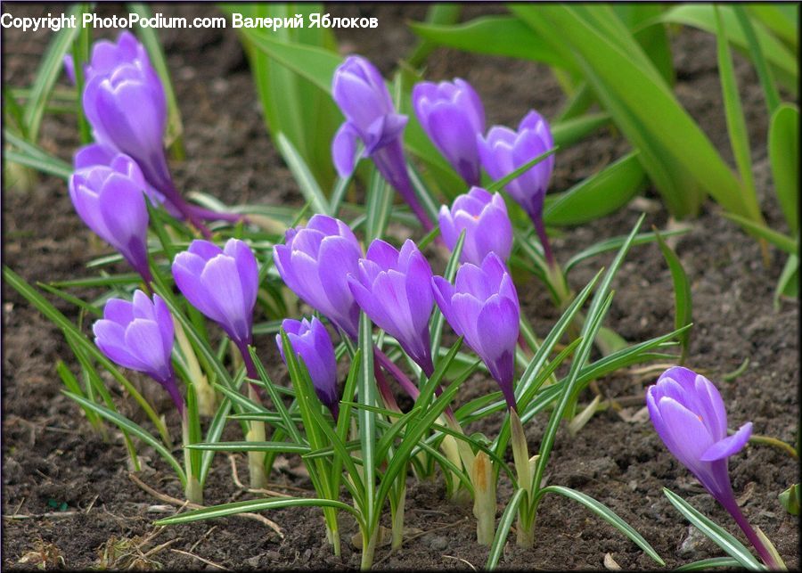 Blossom, Crocus, Flora, Flower, Plant, Potted Plant, Iris