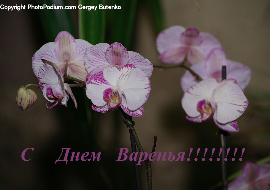 Blossom, Flora, Flower, Geranium, Plant, Orchid