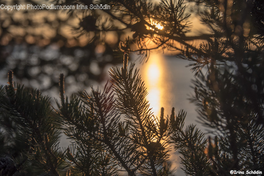 Plant, Tree, Conifer, Abies, Fir