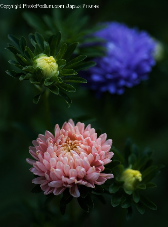 Dahlia, Flower, Plant, Blossom, Daisy