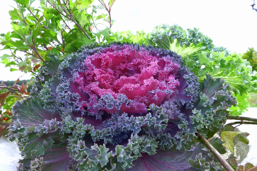 Plant, Food, Kale, Vegetable, Cabbage