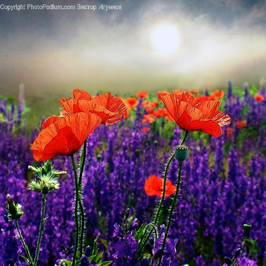 Plant, Flower, Blossom, Nature, Field