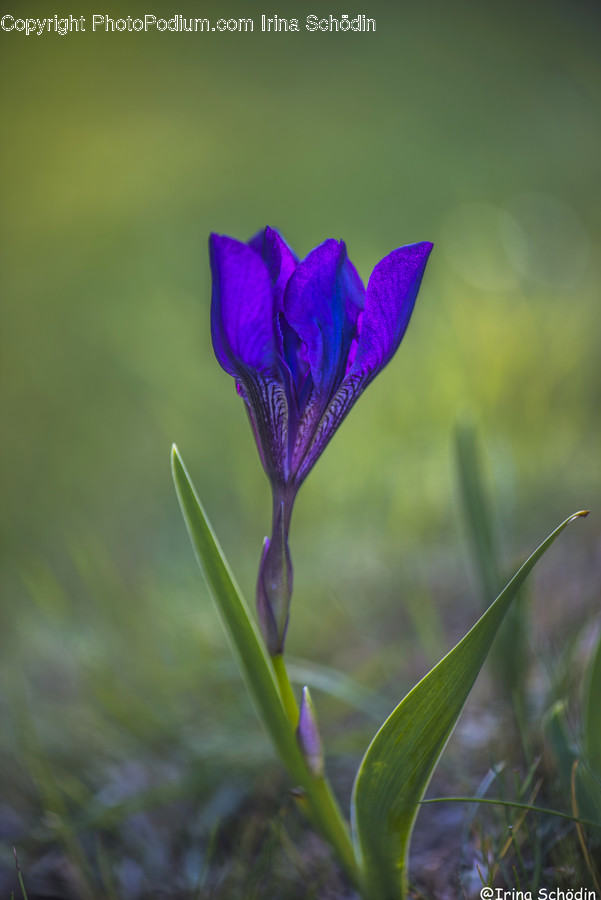 Flower, Geranium, Blossom, Plant, Iris