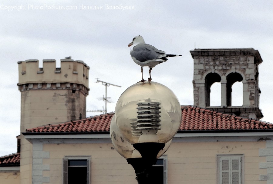 Bird, Animal, Roof, Seagull, Building