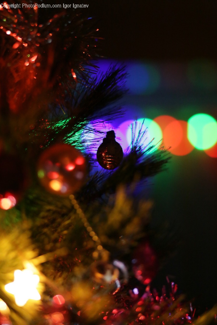 Lighting, Ornament, Christmas Tree, Plant, Tree