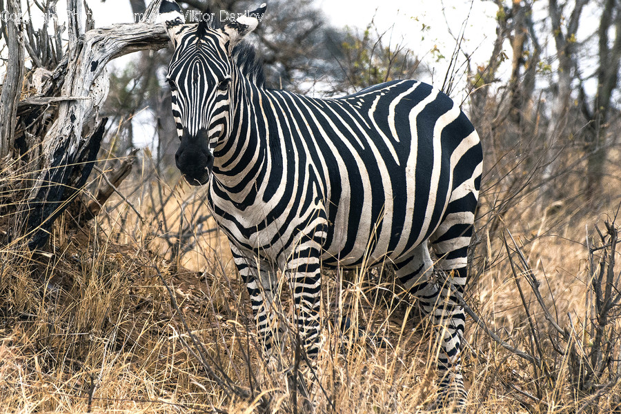 Zebra, Animal, Mammal, Wildlife