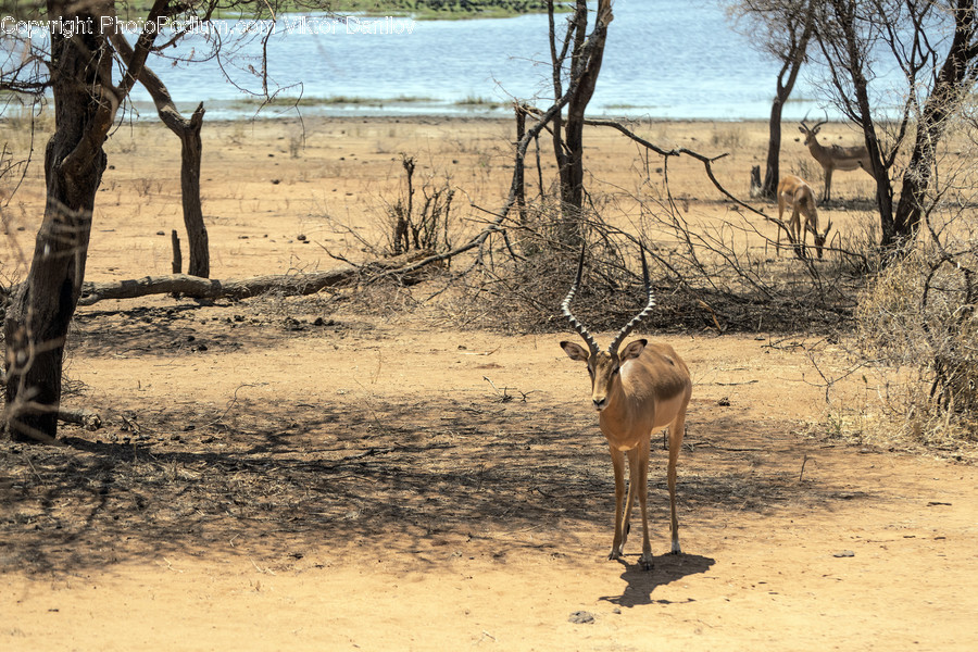 Mammal, Antelope, Wildlife, Animal, Impala